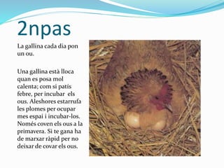 2npas
La gallina cada dia pon
un ou.
Una gallina està lloca
quan es posa mol
calenta; com si patís
febre, per incubar els
ous. Aleshores estarrufa
les plomes per ocupar
mes espai i incubar-los.
Només coven els ous a la
primavera. Si te gana ha
de marxar ràpid per no
deixar de covar els ous.
 