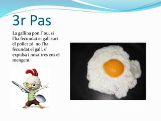 3r Pas
La gallina pon l’ ou, si
l’ha fecundat el gall surt
el pollet ;si no l’ha
fecundat el gall, s’
expulsa i nosaltres ens el
mengem.
 