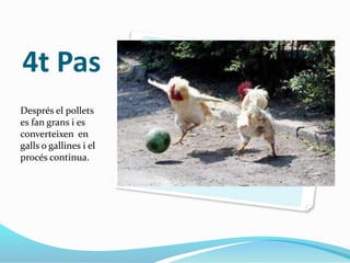 4t Pas
Després el pollets
es fan grans i es
converteixen en
galls o gallines i el
procés continua.
 