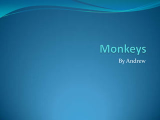 Monkeys By Andrew 