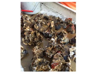 Andrew Button's Oyster Restoration Workshop Presentation