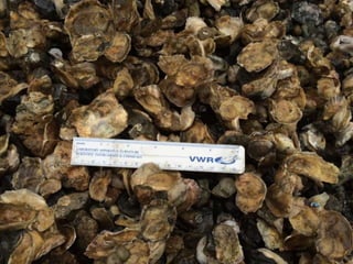 Andrew Button's Oyster Restoration Workshop Presentation