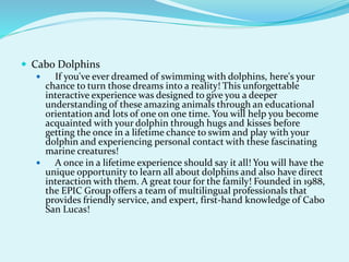  Cabo Dolphins
 If you've ever dreamed of swimming with dolphins, here's your
chance to turn those dreams into a reality! This unforgettable
interactive experience was designed to give you a deeper
understanding of these amazing animals through an educational
orientation and lots of one on one time. You will help you become
acquainted with your dolphin through hugs and kisses before
getting the once in a lifetime chance to swim and play with your
dolphin and experiencing personal contact with these fascinating
marine creatures!
 A once in a lifetime experience should say it all! You will have the
unique opportunity to learn all about dolphins and also have direct
interaction with them. A great tour for the family! Founded in 1988,
the EPIC Group offers a team of multilingual professionals that
provides friendly service, and expert, first-hand knowledge of Cabo
San Lucas!
 