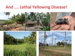 And .... Lethal Yellowing Disease! 
