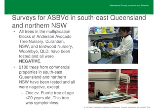 Queensland Primary Industries and Fisheries




Surveys for ASBVd in south-east Queensland
and northern NSW
• All trees in the multiplication
  blocks of Anderson Avocado
  Tree Nursery, Duranbah,
  NSW, and Birdwood Nursery,
  Woombye, QLD, have been
  tested and all were
  NEGATIVE.
• 2100 trees from commercial
  properties in south-east
  Queensland and northern
  NSW have been tested and all
  were negative, except:
   – One cv. Fuerte tree of age
       >20 years old. This tree
       was symptomless.
                                    © The State of Queensland, Department of Employment, Economic Development and Innovation, 2009
 