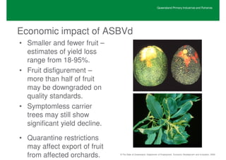 Queensland Primary Industries and Fisheries




Economic impact of ASBVd
• Smaller and fewer fruit –
  estimates of yield loss
  range from 18-95%.
• Fruit disfigurement –
  more than half of fruit
  may be downgraded on
  quality standards.
• Symptomless carrier
  trees may still show
  significant yield decline.

• Quarantine restrictions
  may affect export of fruit
  from affected orchards.      © The State of Queensland, Department of Employment, Economic Development and Innovation, 2009
 