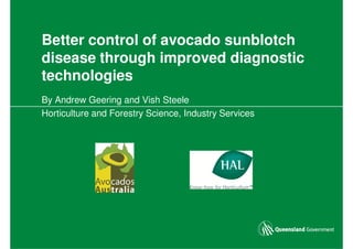 Better control of avocado sunblotch
disease through improved diagnostic
technologies
By Andrew Geering and Vish Steele
Horticulture and Forestry Science, Industry Services
 