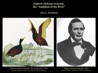Andrew Jackson Grayson,  the “Audubon of the West” Alan C. Braddock Andrew Jackson Grayson,  Jacana Spinosa , 1861 Watercolor, Bancroft Library, University of California, Berkeley Andrew Jackson Grayson, 1854 Bancroft Library, University of California, Berkeley 