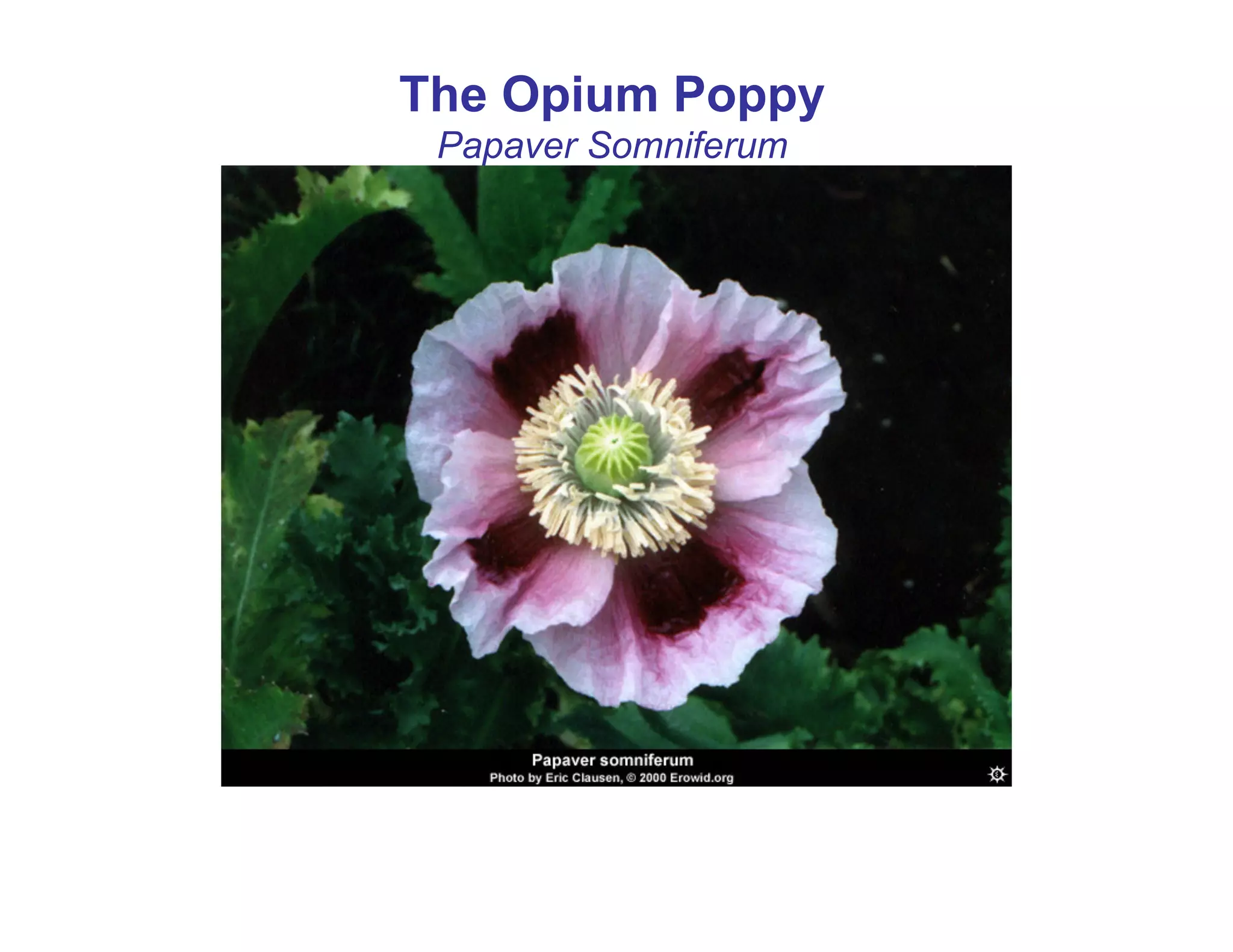 The Opium Poppy
 Papaver Somniferum
 