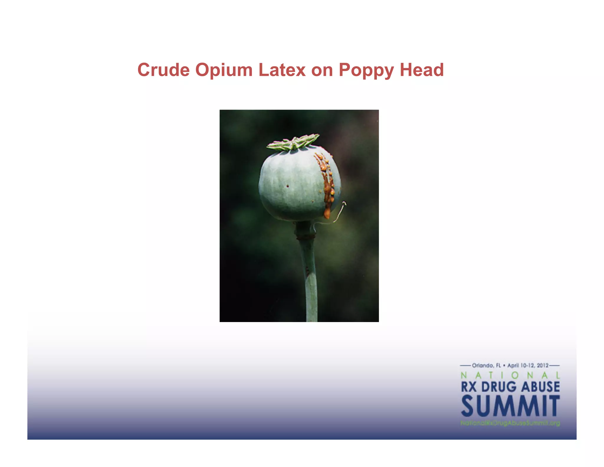 Crude Opium Latex on Poppy Head
 