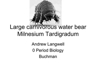 Large carnivorous water bear Milnesium Tardigradum Andrew Langwell 0 Period Biology Buchman 