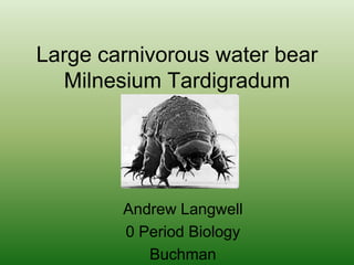 Large carnivorous water bearMilnesium Tardigradum Andrew Langwell 0 Period Biology Buchman 