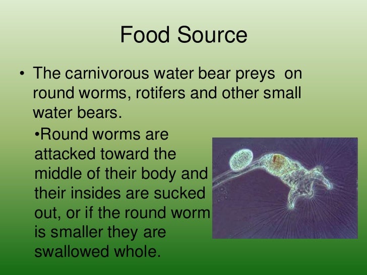 Andrew langwell buchmann 0 water bear