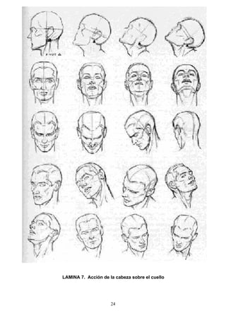 24
LAMINA 7. Acción de la cabeza sobre el cuello
 