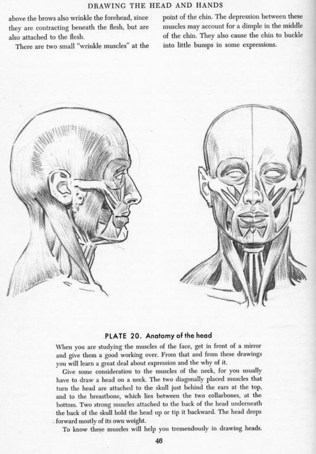 Andrew loomis drawing the head and hands PDF