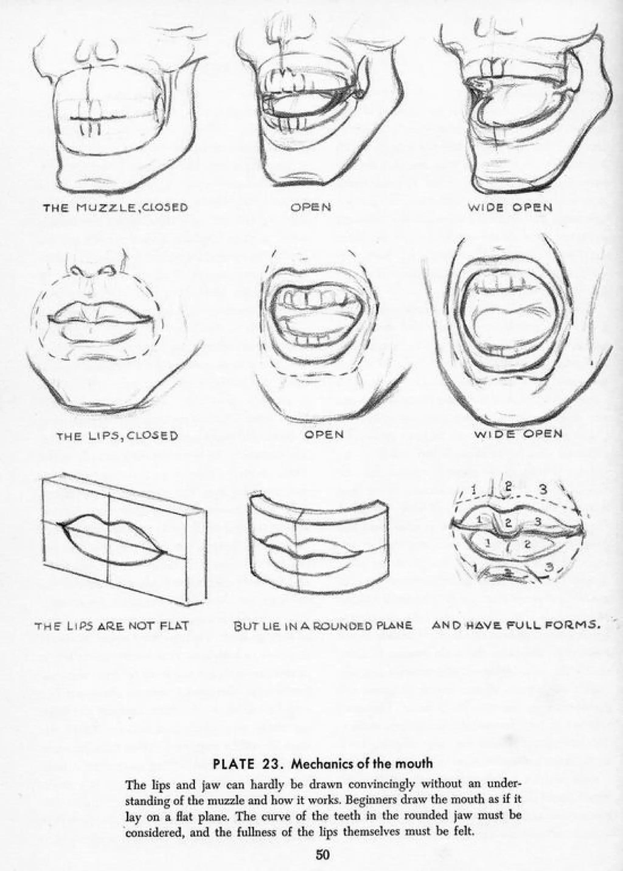 Andrew loomis drawing the head and hands PDF