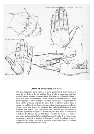 123
LAMINA 79. Proporciones de la mano
Otra cosa importante en la mano es la curva que forma la distribución de la
punta de los dedos y de los nudillos. Si se divide la palma con una línea
vertical, quedan a ambos lados dos dedos. El tendón del dedo medio divide el
dorso de la mano en dos mitades. Tienen también mucha importancia el hecho
de que el pulgar se opone en ángulo recto a los otros dedos. El pulgar se mueve
hacia adentro y afuera, mientras los otros dedos se abren y cierran hacia la
palma. Los nudillos de los dedos están algo más arriba de sus correspondientes
pliegues en la parte interna de los dedos. Los nudillos del dorso de la mano
describen una amplia curva, cerrándose ésta a medida que los nudillos se
acercan a la punta de los dedos. Se mide la longitud de la mano en relación con
el dedo medio. El largo de este dedo hasta el nudillo del dorso de la mano es
algo mayor de la mitad de la longitud de la mano. El ancho de la palma es algo
mayor que la mitad de la longitud de la mano. El índice llega hasta la uña del
dedo medio. El anular tiene más o menos la longitud del índice. El meñique
llega hasta el nudillo superior del anular.
 