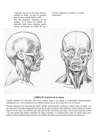 41
colocados encima de las cejas fruncen
también la frente, ya que se contraen
bajo la carne estando unidos a ella.
Hay dos pequeños “músculos de las
arrugas” en la punta del mentón. La
depresión entre estos músculos puede
formar un hoyuelo en medio de éste.
Fruncen también el mentón en ciertas
expresiones.
LAMINA 20. Anatomía de la cabeza
Cuando estudiéis los músculos del rostro, situaos frente a un espejo y examinadlos cuidadosamente.
Aprenderéis así y con la ayuda de estos dibujos mucho acerca de la expresión y de sus causas.
Prestad atención a los músculos del cuello, porque generalmente se dibuja la cabeza sobre el cuello. Los
dos músculos colocados diagonalmente que hacen girar la cabeza están unidos al cráneo detrás de la parte
superior de la oreja, y al esternón, que está entre las dos clavículas, por abajo. Dos fuertes músculos unidos
a la nuca debajo del cráneo mantienen la cabeza erguida o la inclinan hacia atrás. El propio peso de la
cabeza la hace inclinarse hacia delante. En el dibujo de cabeza ayuda mucho conocer los músculos.
 