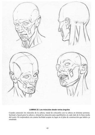 43
LAMINA 22. Los músculos desde varios ángulos
Cuando conozcáis los músculos de la cabeza, tratad de colocarlos con la cabeza en distintas posturas.
Inclinad y haced girar la cabeza y alinead los músculos para equilibrarlos en cada lado de la línea media
del rostro. Os sorprenderá con cuanta facilidad ocupan su lugar en el plan de construcción que habéis ya
estudiado.
 
