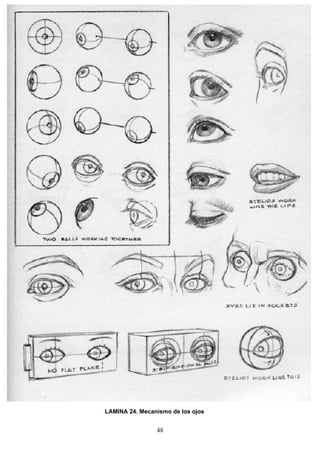 48
LAMINA 24. Mecanismo de los ojos
 