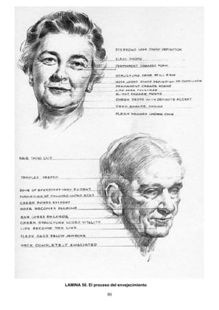 80
LAMINA 50. El proceso del envejecimiento
 