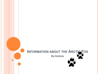 INFORMATION ABOUT THE ARCTIC FOX
By Andrew
 