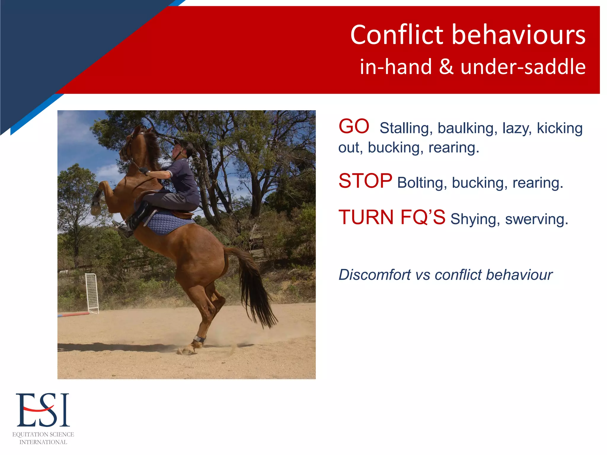 Conflict behaviours
in-hand & under-saddle
GO Stalling, baulking, lazy, kicking
out, bucking, rearing.
STOP Bolting, bucking, rearing.
TURN FQ’S Shying, swerving.
Discomfort vs conflict behaviour
 
