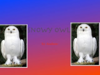 Snowy owl
  by Andrew
 