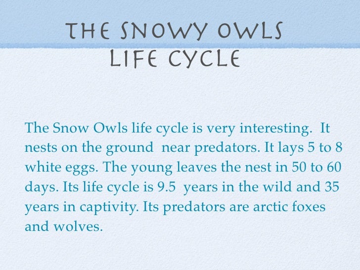 andrew-owl