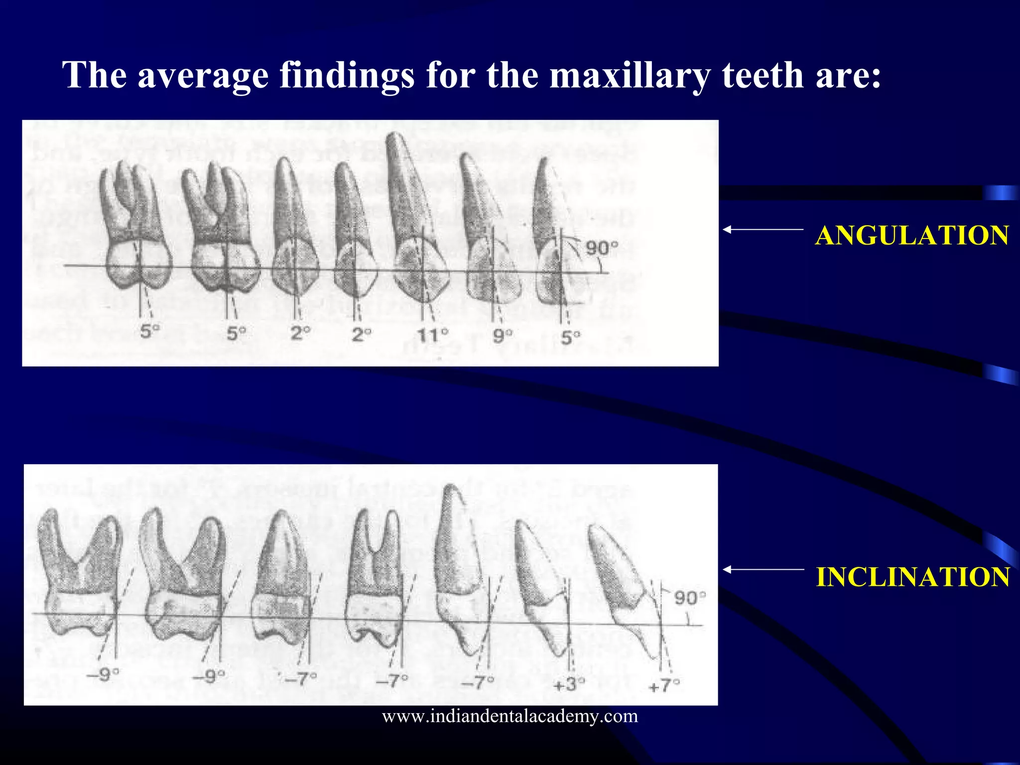 The average findings for the maxillary teeth are:
ANGULATION
INCLINATION
www.indiandentalacademy.com
 