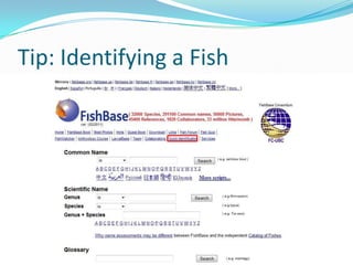 FishBase | PPTX
