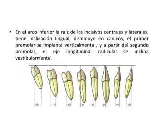 En el arco inferior la raíz de los incisivos centrales y laterales, tiene inclinación lingual, disminuye en caninos, el primer premolar se implanta verticalmente , y a partir del segundo premolar, el eje longitudinal radicular se inclina vestibularmente. 