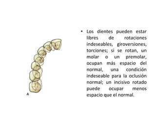 Los dientes pueden estar libres de rotaciones indeseables, giroversiones, torciones; si se rotan, un molar o un premolar, ocupan más espacio del normal, una condición indeseable para la oclusión normal; un incisivo rotado puede ocupar menos espacio que el normal. 