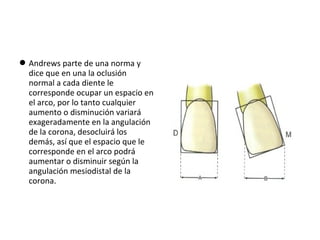  Andrews parte de una norma y
dice que en una la oclusión
normal a cada diente le
corresponde ocupar un espacio en
el arco, por lo tanto cualquier
aumento o disminución variará
exageradamente en la angulación
de la corona, desocluirá los
demás, así que el espacio que le
corresponde en el arco podrá
aumentar o disminuir según la
angulación mesiodistal de la
corona.

 