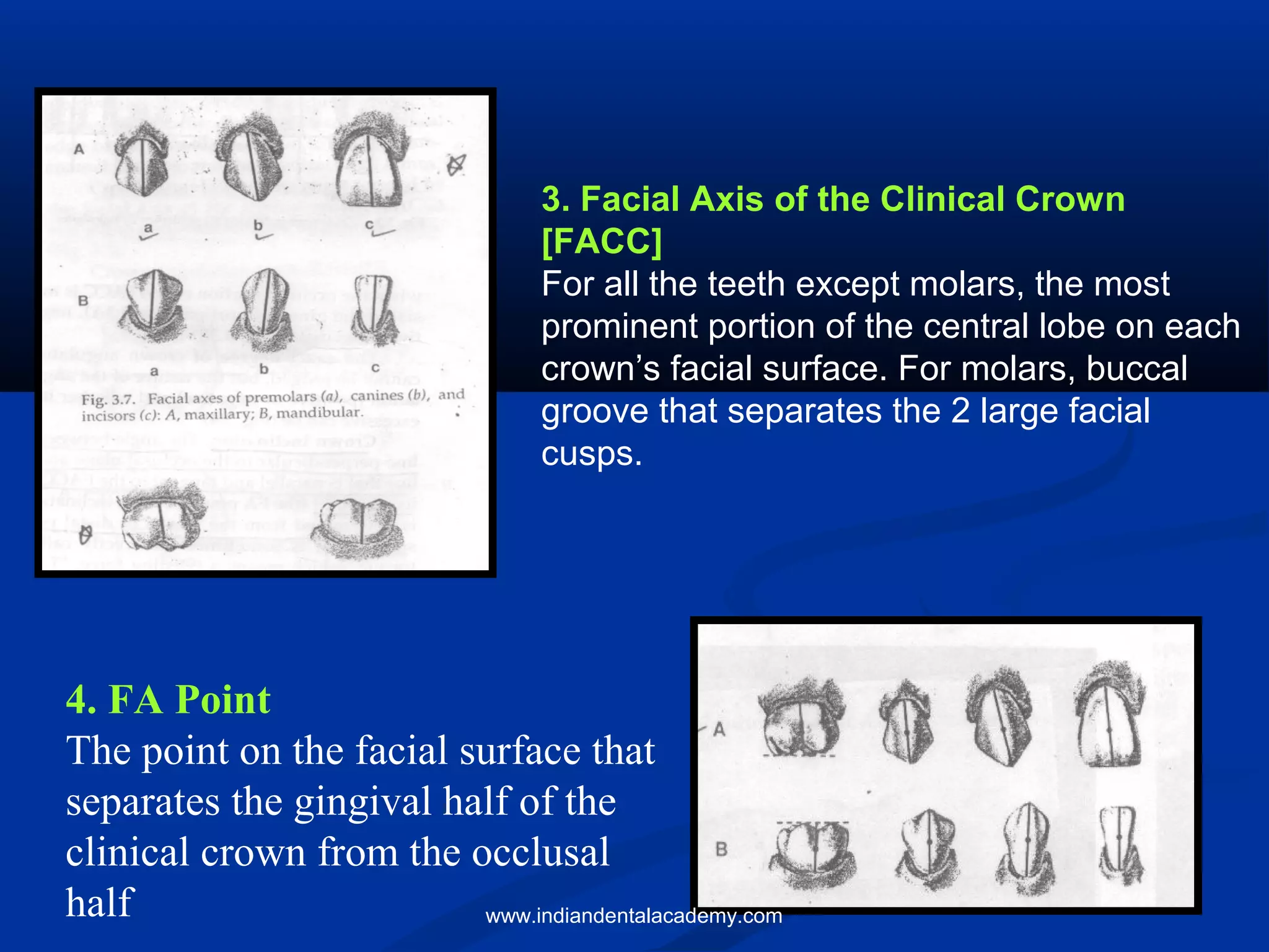 3. Facial Axis of the Clinical Crown
[FACC]
For all the teeth except molars, the most
prominent portion of the central lobe on each
crown’s facial surface. For molars, buccal
groove that separates the 2 large facial
cusps.
4. FA Point
The point on the facial surface that
separates the gingival half of the
clinical crown from the occlusal
half www.indiandentalacademy.com
 