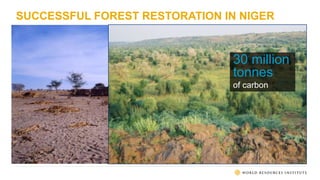SUCCESSFUL FOREST RESTORATION IN NIGER
30 million
tonnes
of carbon
 