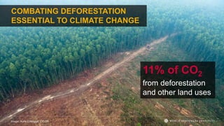 COMBATING DEFORESTATION
ESSENTIAL TO CLIMATE CHANGE
11% of CO2
from deforestation
and other land uses
Image: Aulia Erlangga, CIFOR
 
