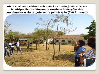 Alunos 8° ano visitam arboreto localizado junto a Escola
    Municipal Eunice Weaver e recebem instruções das
coordenadoras do projeto sobre polinização (Ipê Amarelo).
 