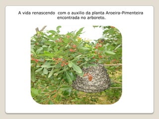 A vida renascendo com o auxilio da planta Aroeira-Pimenteira
                  encontrada no arboreto.
 