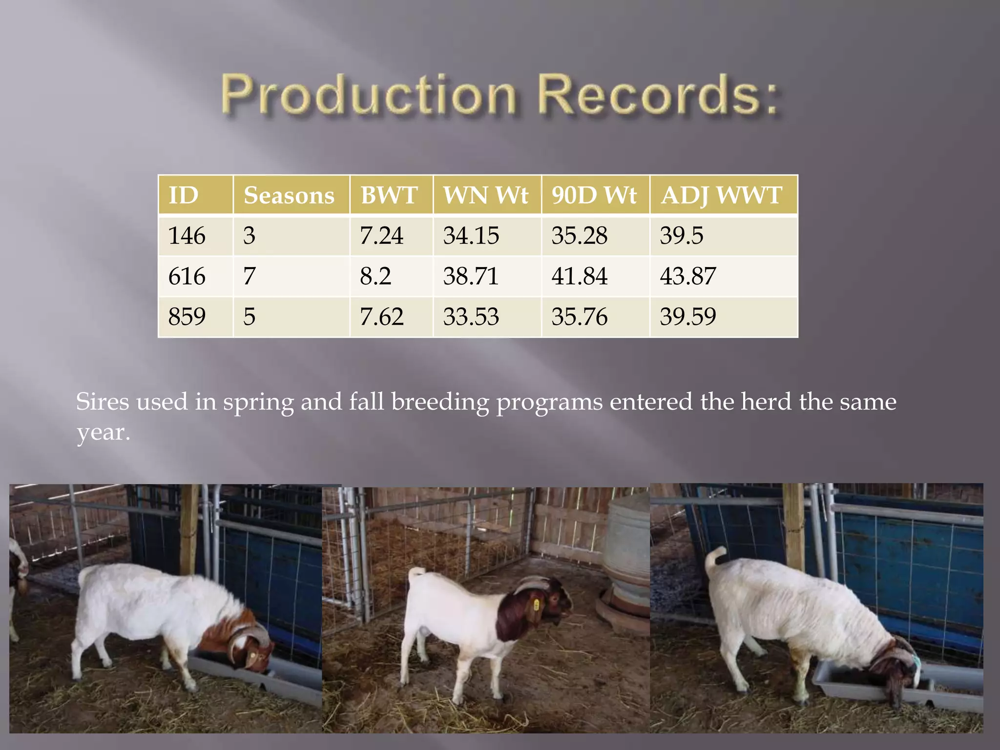 ID Seasons BWT WN Wt 90D Wt ADJ WWT
146 3 7.24 34.15 35.28 39.5
616 7 8.2 38.71 41.84 43.87
859 5 7.62 33.53 35.76 39.59
Sires used in spring and fall breeding programs entered the herd the same
year.
 