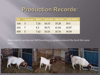 ID Seasons BWT WN Wt 90D Wt ADJ WWT
146 3 7.24 34.15 35.28 39.5
616 7 8.2 38.71 41.84 43.87
859 5 7.62 33.53 35.76 39.59
Sires used in spring and fall breeding programs entered the herd the same
year.
 