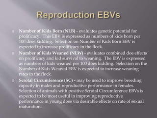  Number of Kids Born (NLB) - evaluates genetic potential for
prolificacy. This EBV is expressed as numbers of kids born per
100 does kidding. Selection on Number of Kids Born EBV is
expected to increase prolificacy in the flock.
 Number of Kids Weaned (NLW) - evaluates combined doe effects
on prolificacy and kid survival to weaning. The EBV is expressed
as numbers of kids weaned per 100 does kidding. Selection on the
Number of Kids Weaned EBV is expected to increase weaning
rates in the flock.
 Scrotal Circumference (SC) - may be used to improve breeding
capacity in males and reproductive performance in females.
Selection of animals with positive Scrotal Circumference EBVs is
expected to be most useful in improving reproductive
performance in young does via desirable effects on rate of sexual
maturation.
 