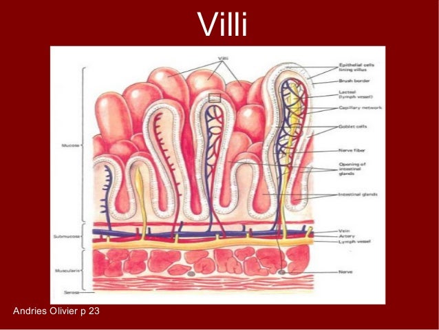 Absorption Of Digested Food Takes Place In Absorption Of Digested Food Takes Place In