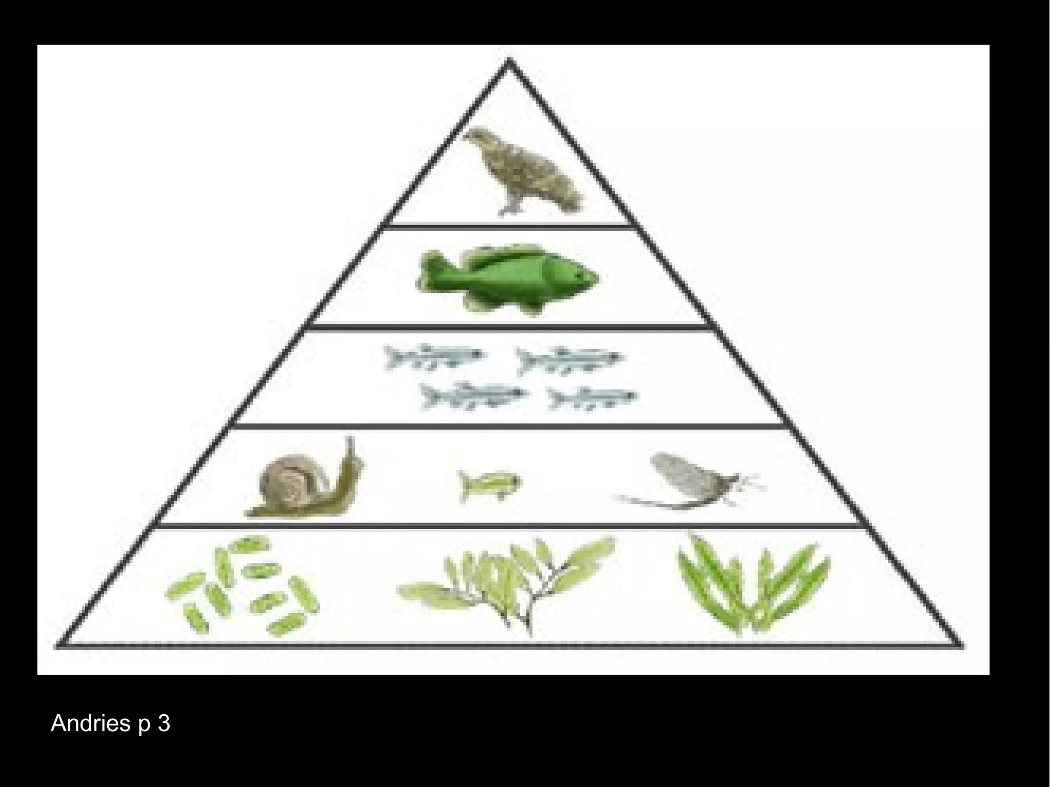 Andries p 3
 