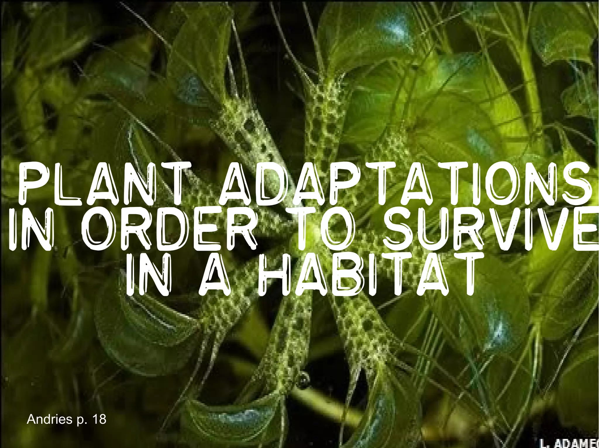 Plant adaptations
In order to survive
    In a habitat

Andries p. 18
 