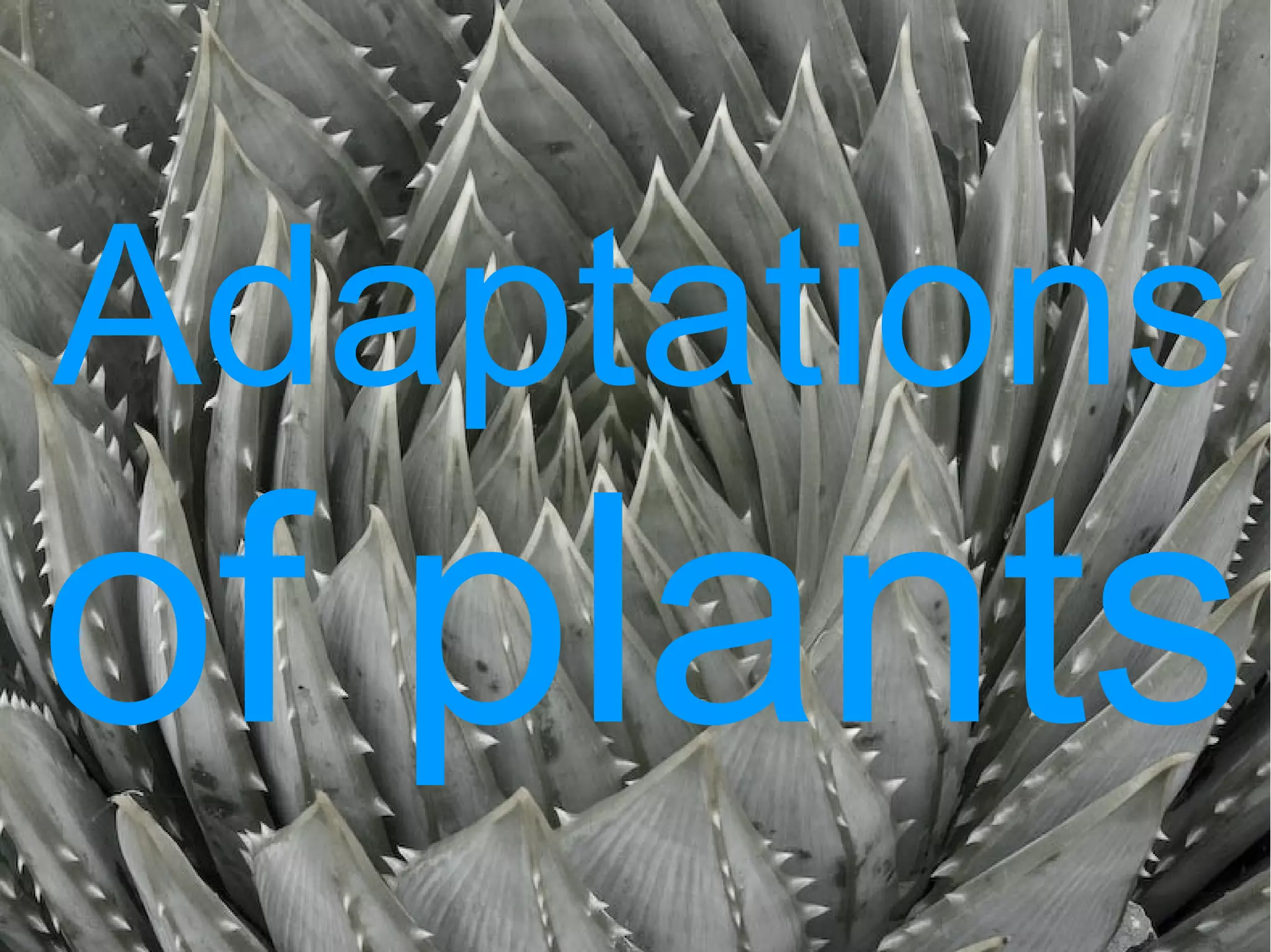 Adaptations
of plants
Andries p. 18
 