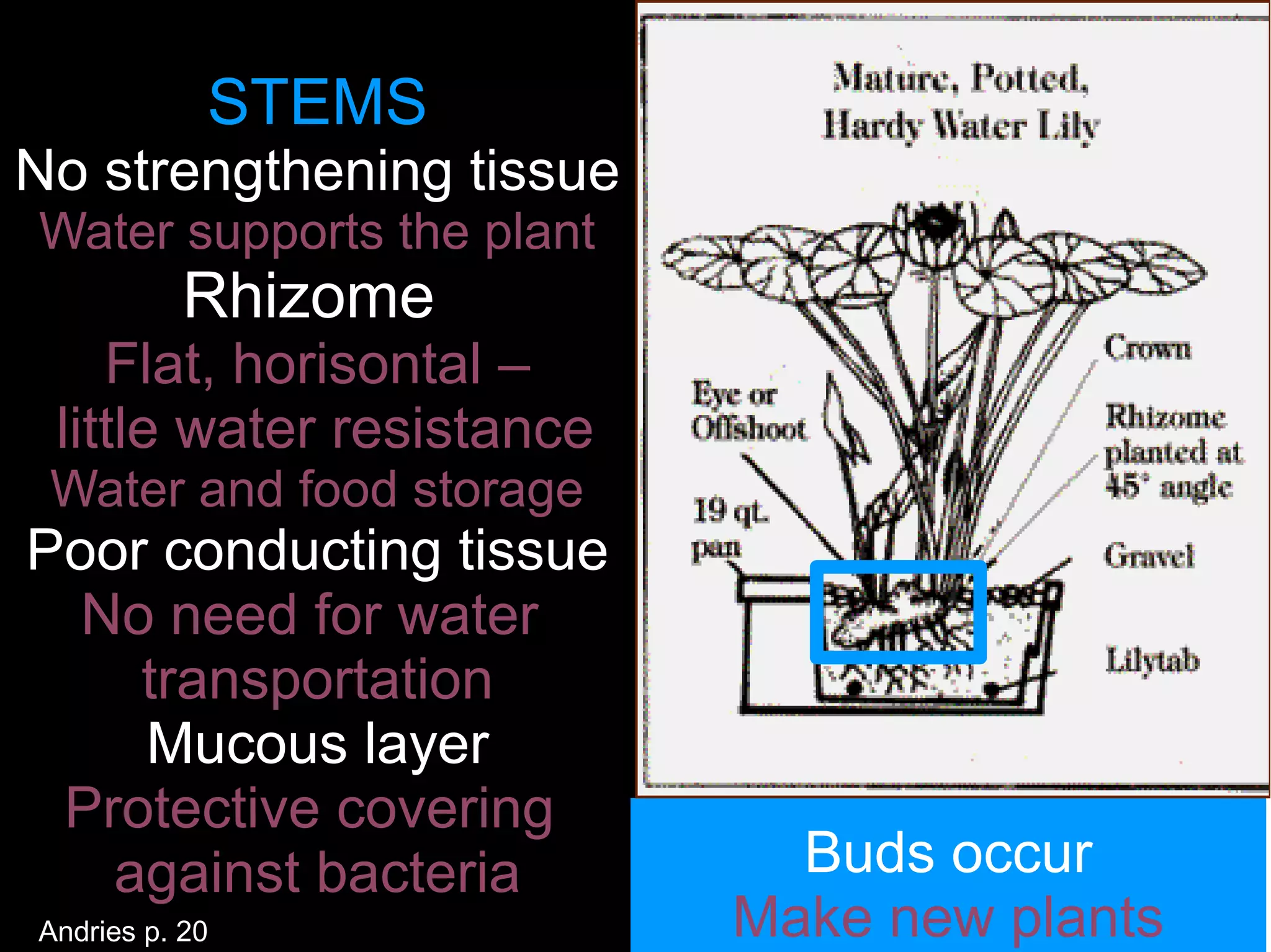 STEMS
No strengthening tissue
Water supports the plant
           Rhizome
    Flat, horisontal –
 little water resistance
 Water and food storage
Poor conducting tissue
  No need for water
    transportation
    Mucous layer
 Protective covering
   against bacteria          Buds occur
Andries p. 20              Make new plants
 