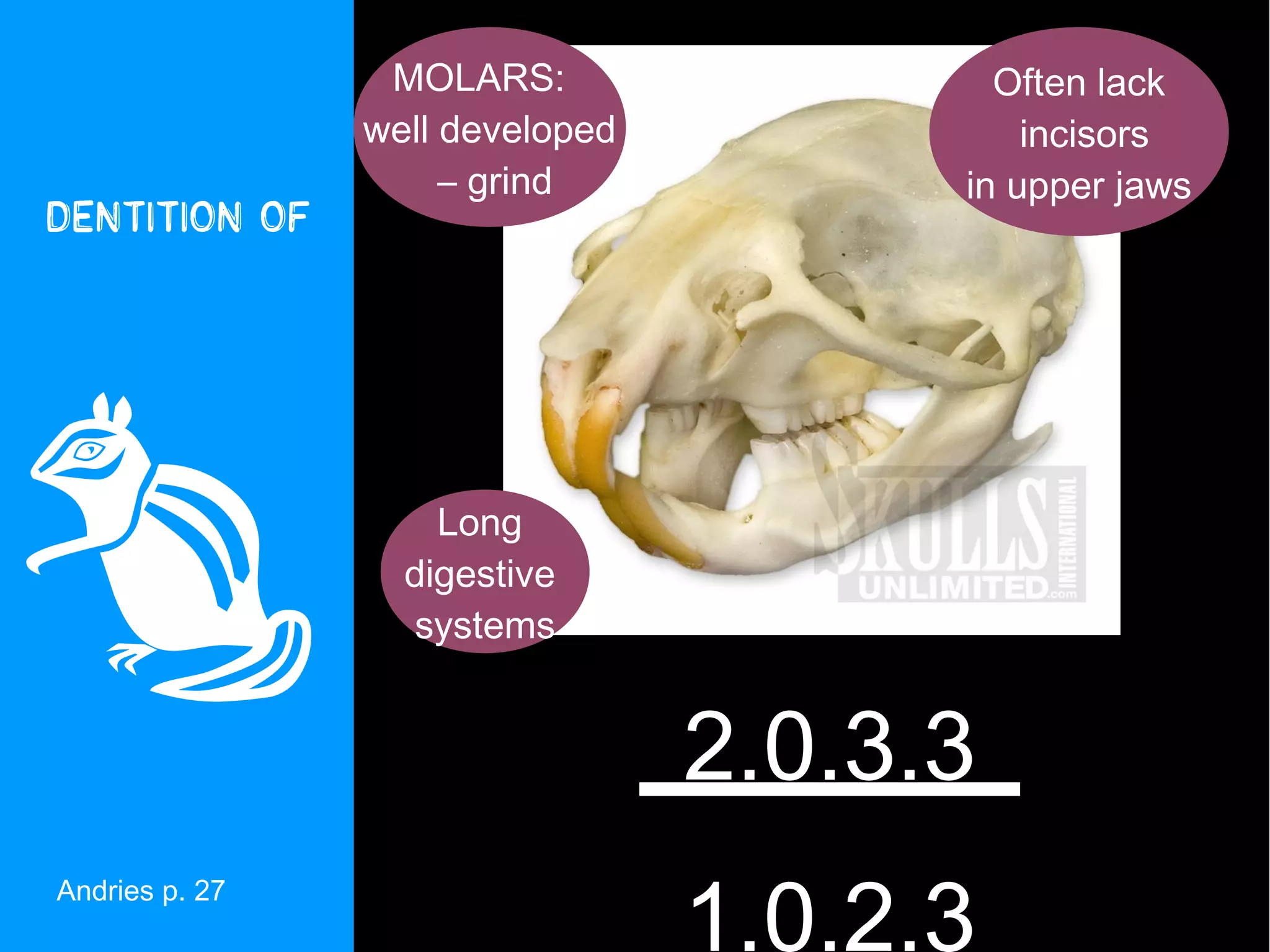 MOLARS:                 Often lack
                well developed             incisors
                     – grind           in upper jaws
Dentition of




                   Long
                  digestive
                  systems


                                 2.0.3.3
                                 1.0.2.3
Andries p. 27
 