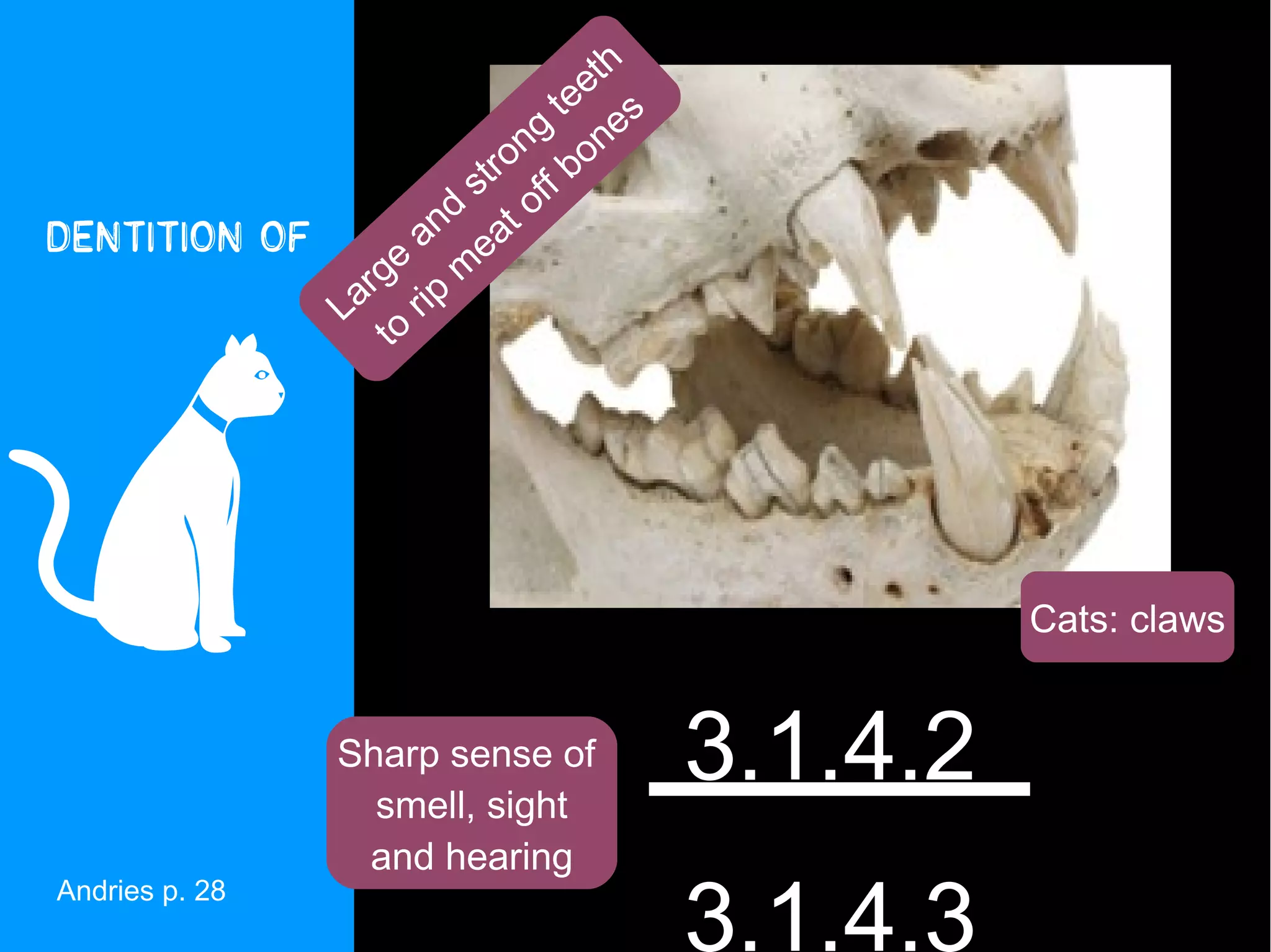 h
                                   et
                                te s
                             ng one
                       s tr o ff b
Dentition of
                     nd at o
                    a e
                  e
               rg ip m





             La o r
                t




                                                    Cats: claws


                  Sharp sense of
                    smell, sight
                                          3.1.4.2
                   and hearing

                                          3.1.4.3
Andries p. 28
 
