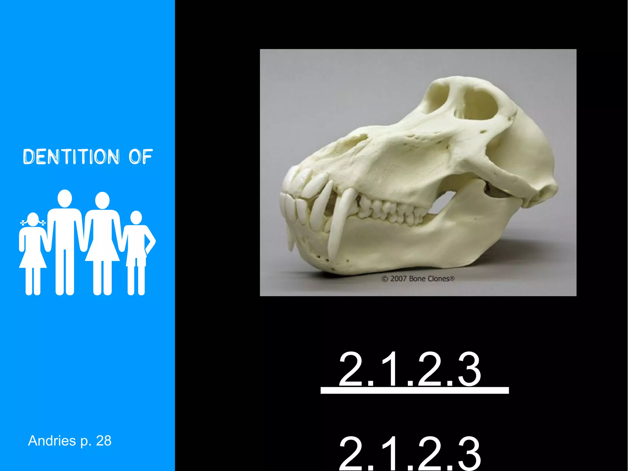 Dentition of





                2.1.2.3
                2.1.2.3
Andries p. 28
 